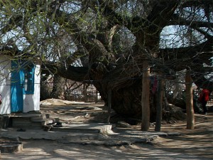 700-летняя ива