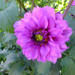 DSCF1163