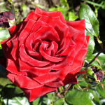 DSCF1165