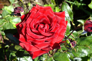 DSCF1165