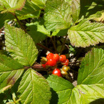 DSCF1219