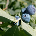 DSCF1225