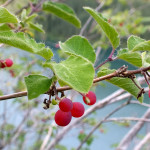 DSCF1354